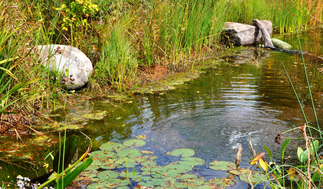 What Is the Cost of Dredging a Pond?