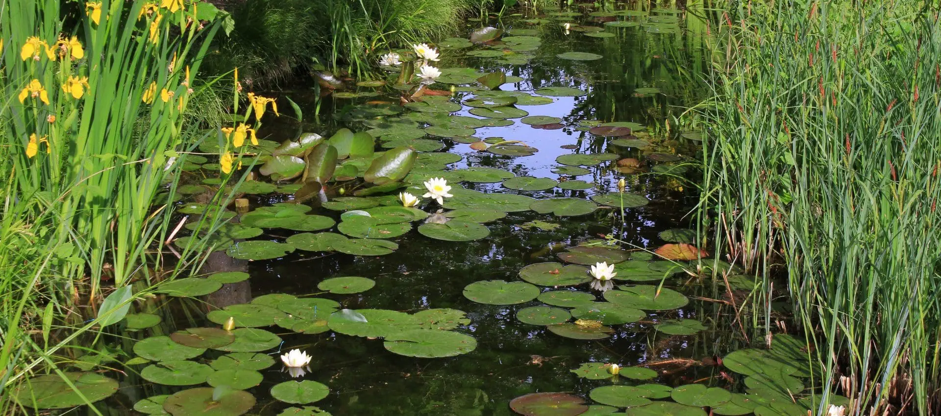 Using the Best Pond Plants for Algae Control in Large Ponds PondMedics