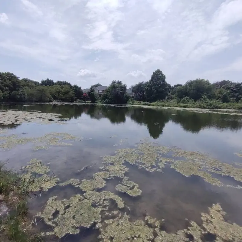 pond scum