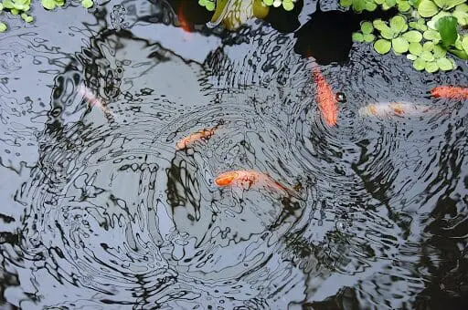 Fish swimming in an algae free pond