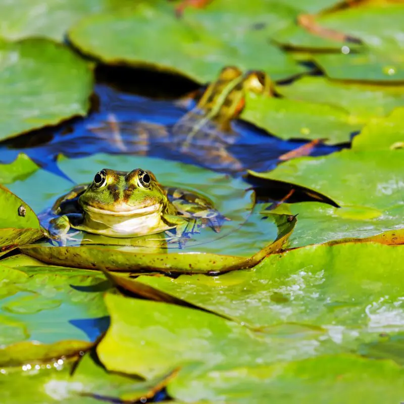 retention pond maintenance near me