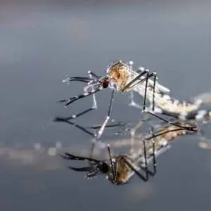 pond mosquito control