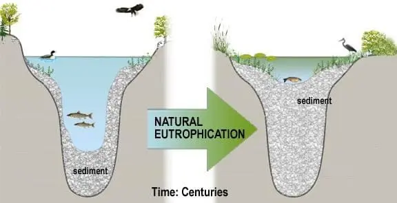 Eutrophication, but what does it mean?
