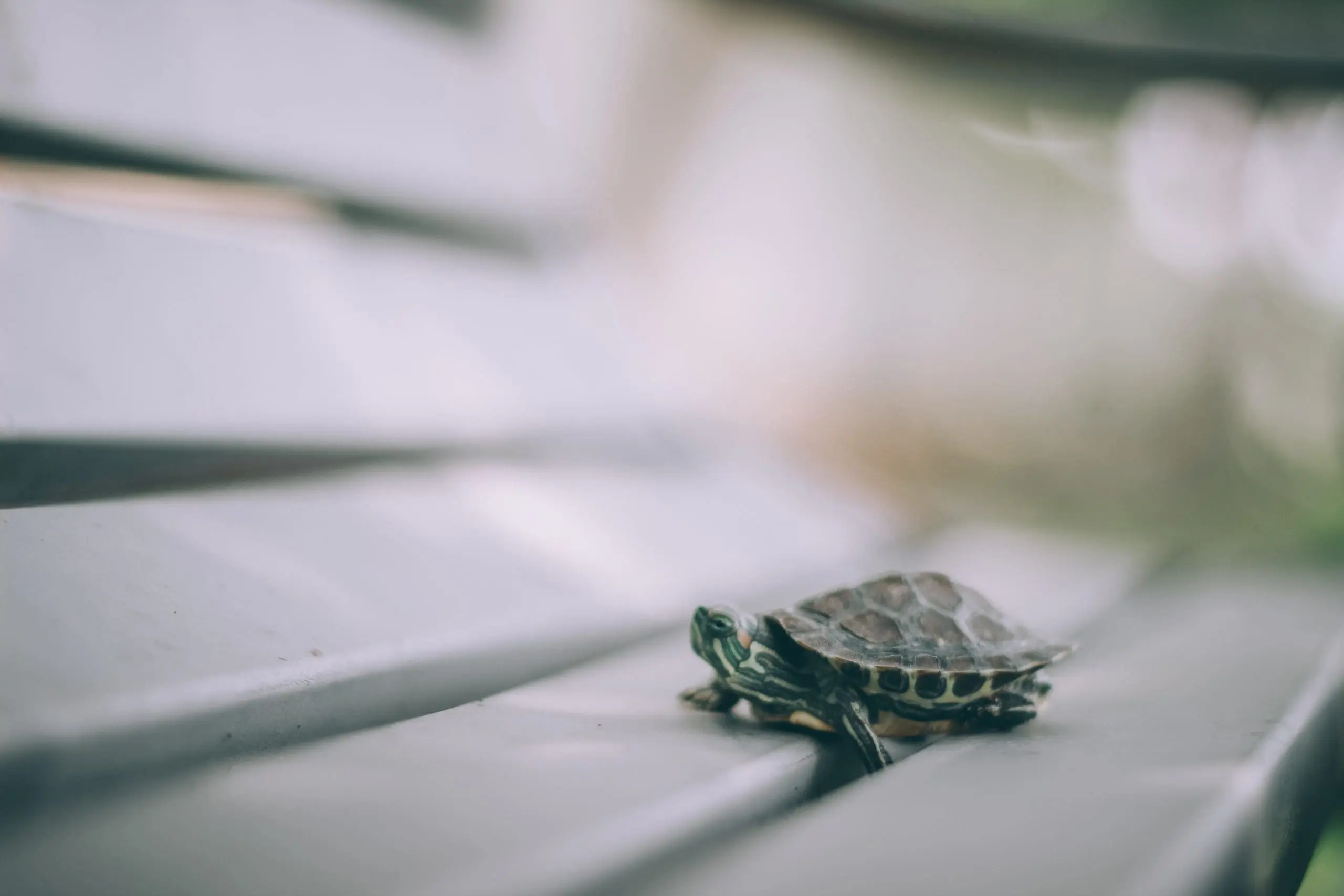 How to Get Rid of Pond Turtles: Safe & Humane Methods
