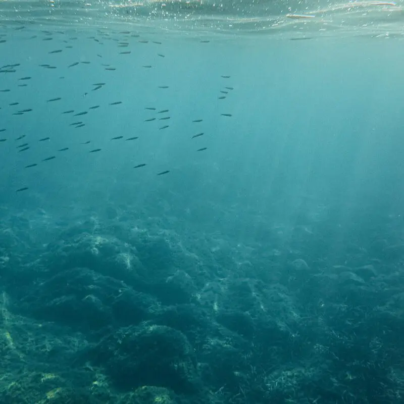 Fish stocking