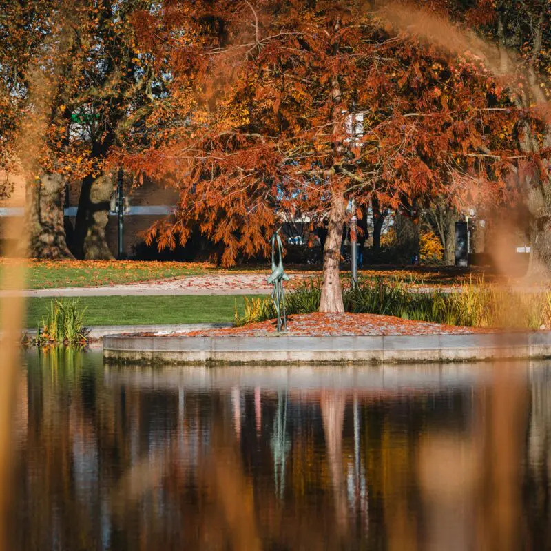 Pond care