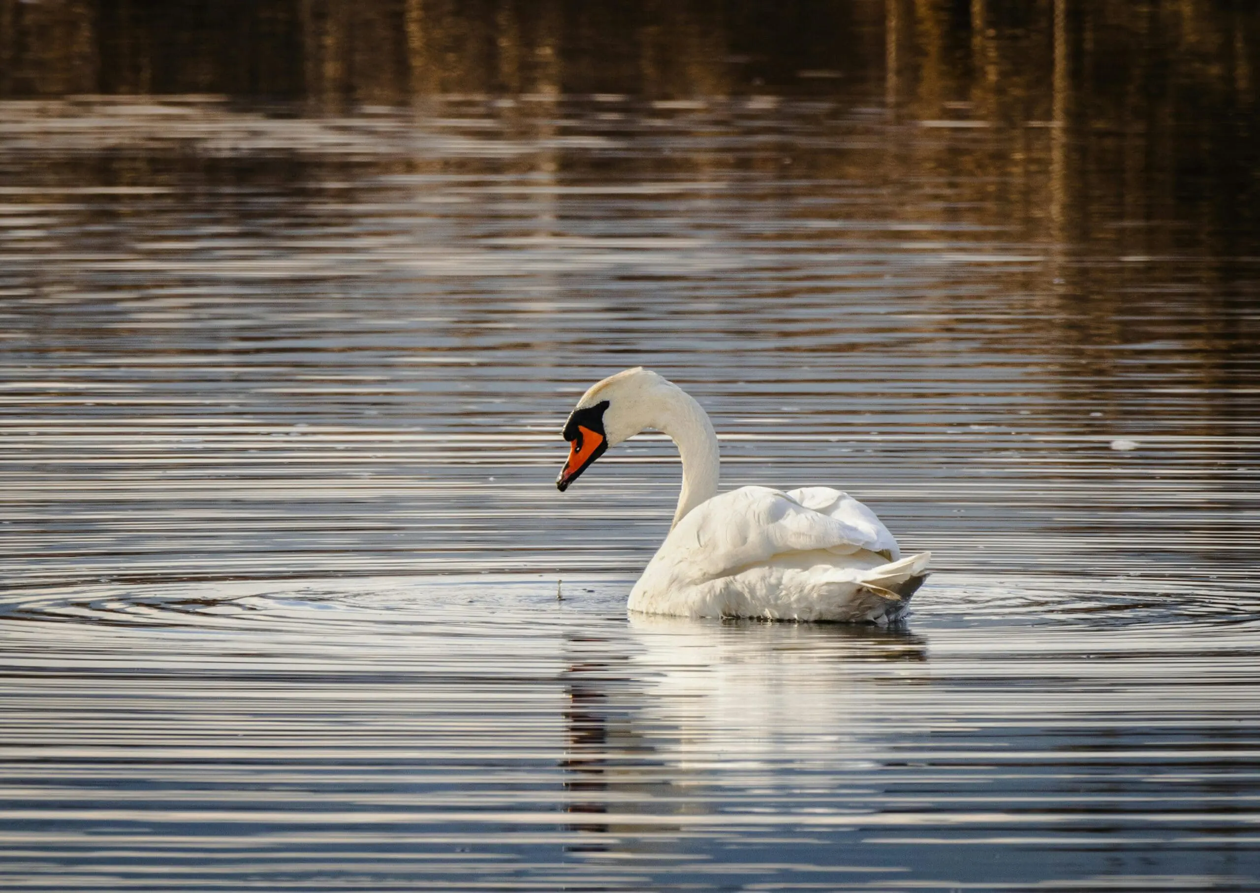 Tired of Murky Pond Water? Here’s What Might Be Going Wrong