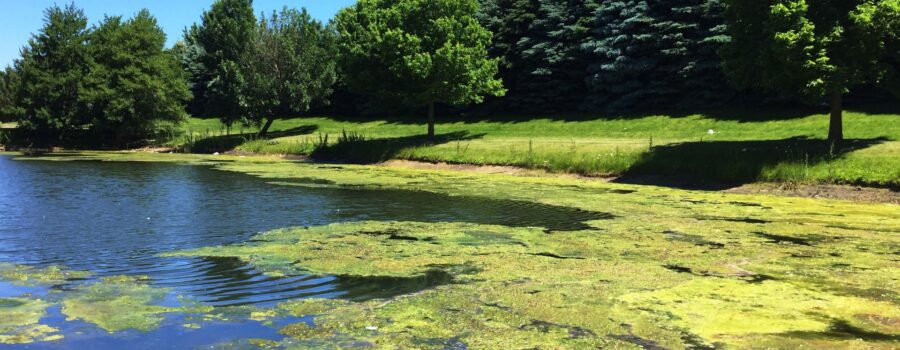 how to get rid of algae in pond naturally