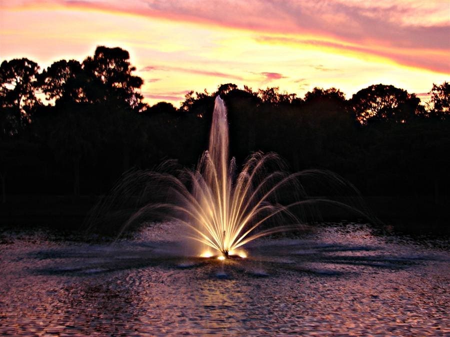 What Eats Pond Scum? PondMedics