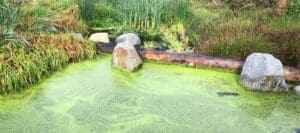 pond algae control safe for fish