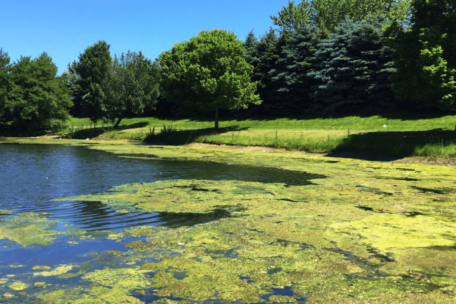 Large pond algae control featured image