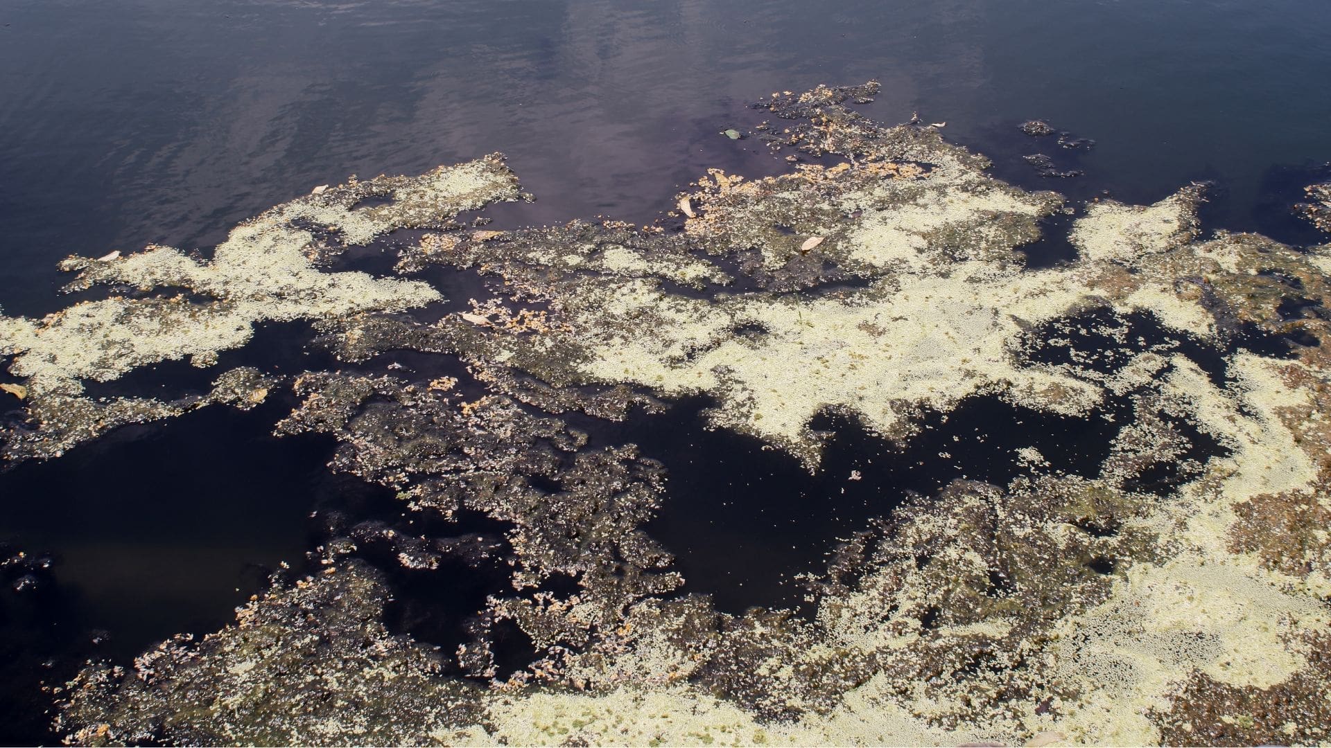 Hypereutrophic Waters: The Algae-Reducing Magic of Aeration