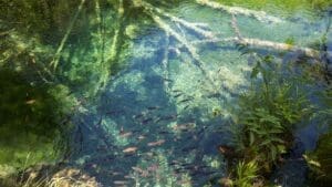 how to clean pond water with fish in it