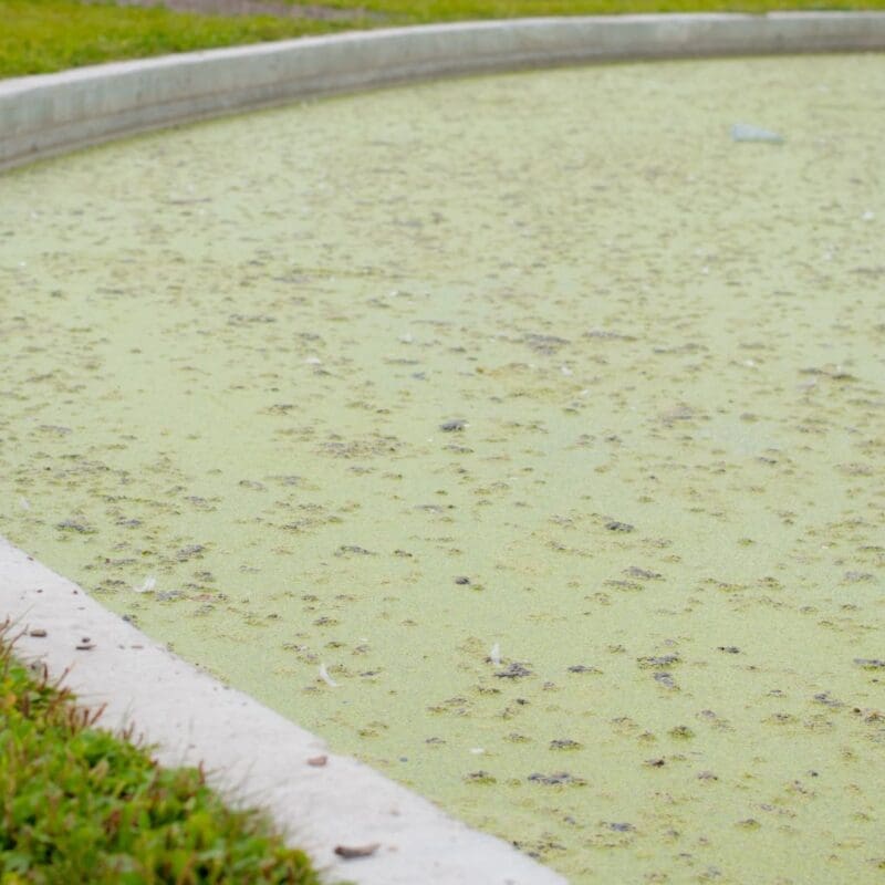 how to stop algae in pond