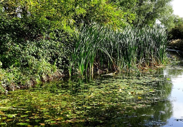 Basics of Aquatic Weed Removal and How It Improves Your Pond