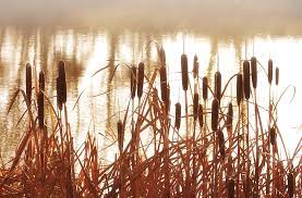 how to kill cattails in a pond