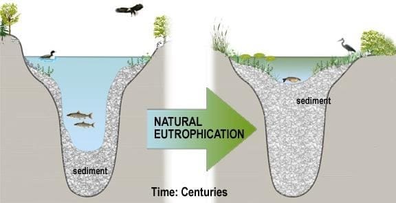 Natural Eutrophication