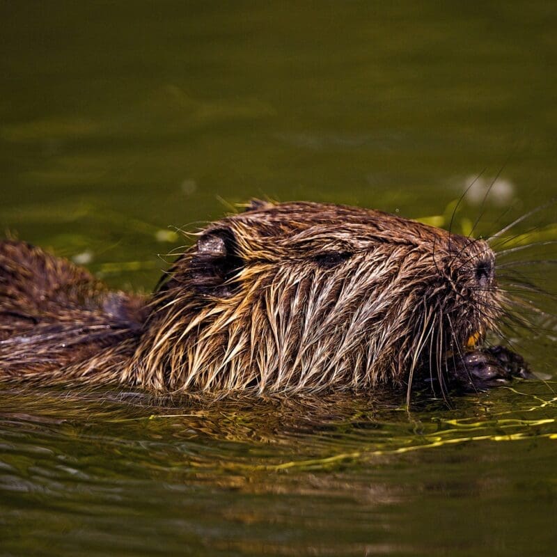 swimming beaver in a pond